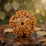 5 Mukhi Nepali Rudraksha