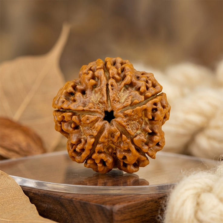 5 Mukhi Nepali Rudraksha